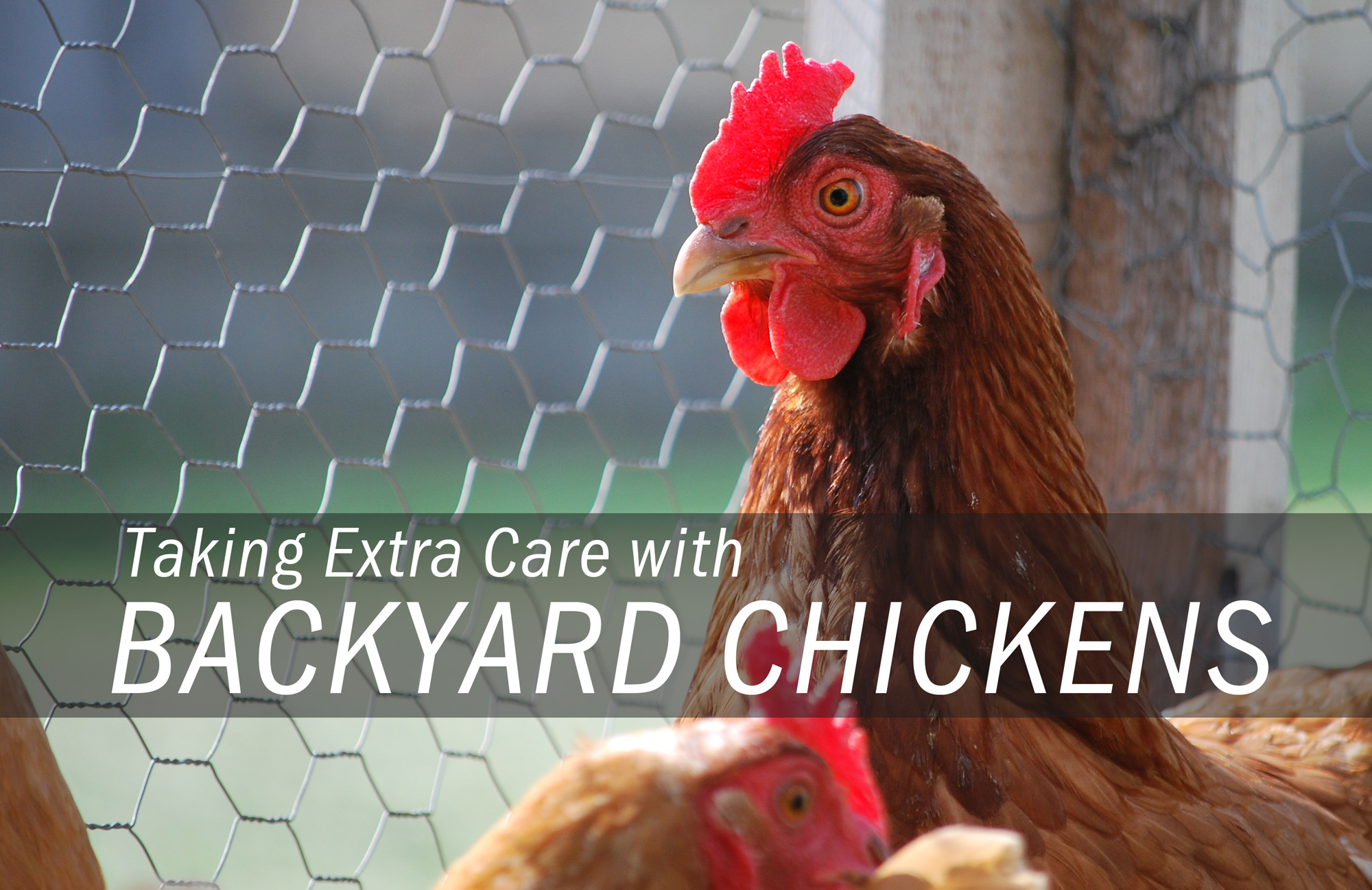 Outbreaks of Human Salmonella Infections Linked to Live Poultry in Backyard Flocks