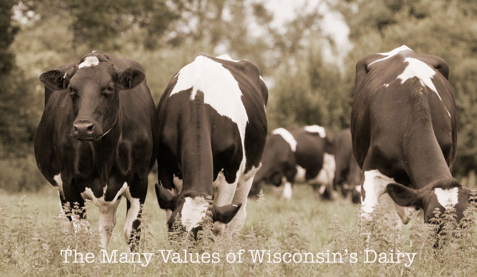 Dairy Cattle in Wisconsin